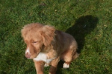 Nova Scotia Duck Tolling Retriever (reu) 39995