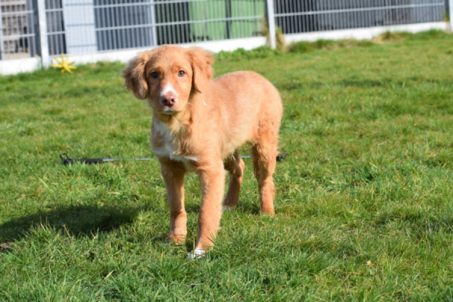 Nova Scotia Duck Tolling Retriever (reu) 39995