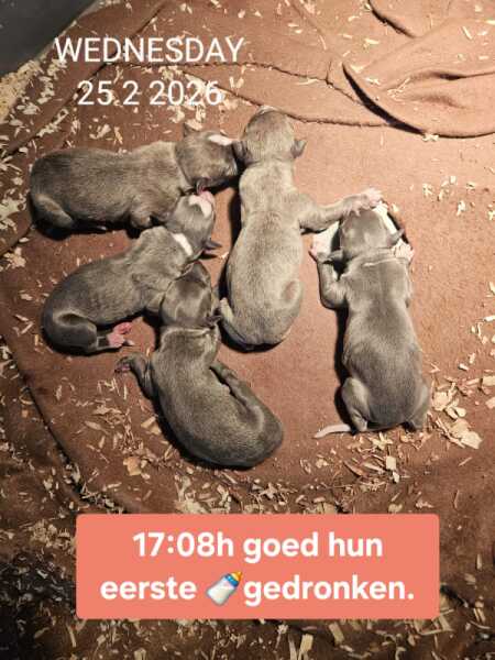 Whippet nestje 