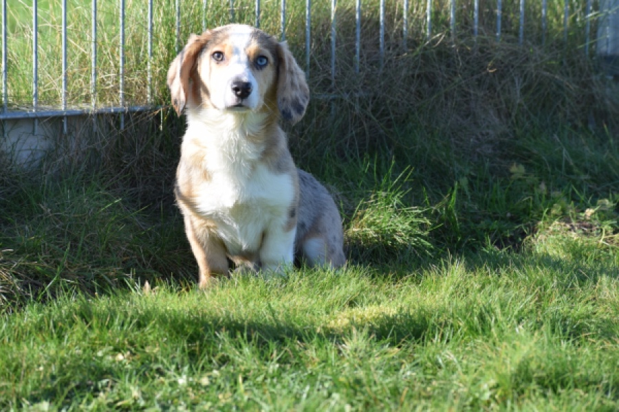 Beagle x Corgi (teef) 49186