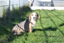 Beagle x Corgi (teef) 49186