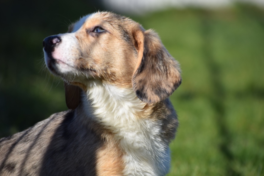 Beagle x Corgi (teef) 49186