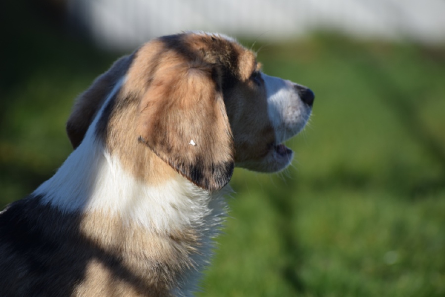 Beagle x Corgi (teef) 49186