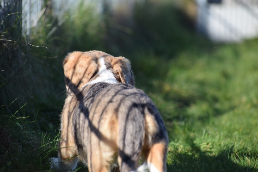 Beagle x Corgi (teef) 49186