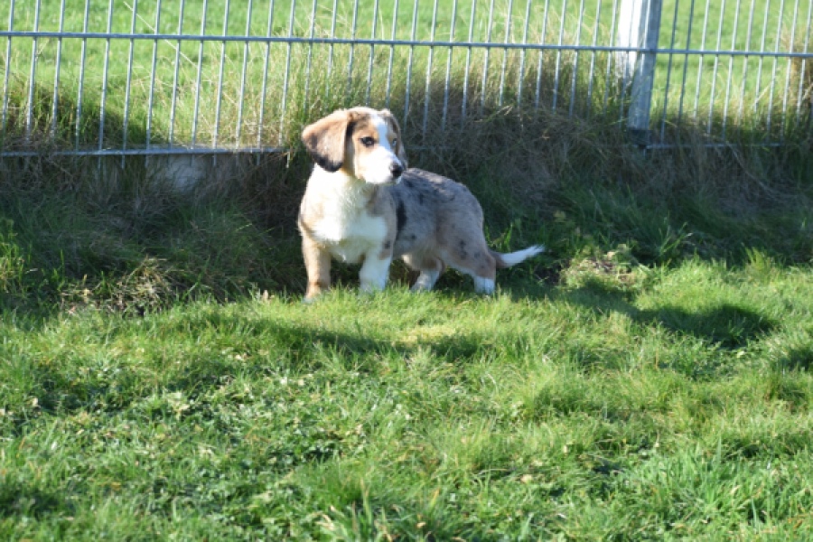 Beagle x Corgi (teef) 49186