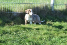 Beagle x Corgi (teef) 49186