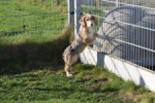 Beagle x Corgi (reu) 66093