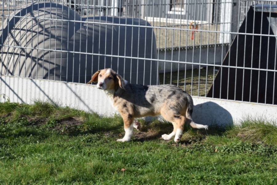 Beagle x Corgi (reu) 66093