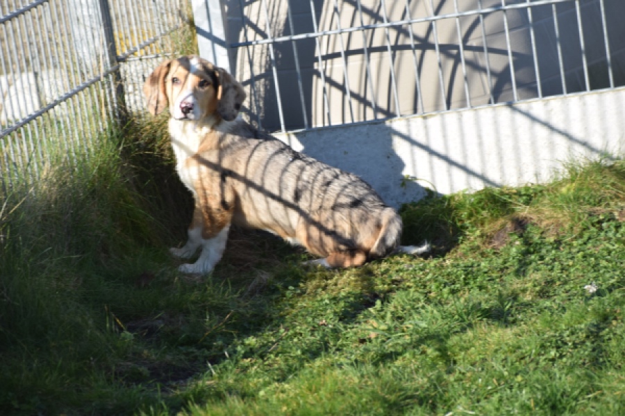 Beagle x Corgi (reu) 66093