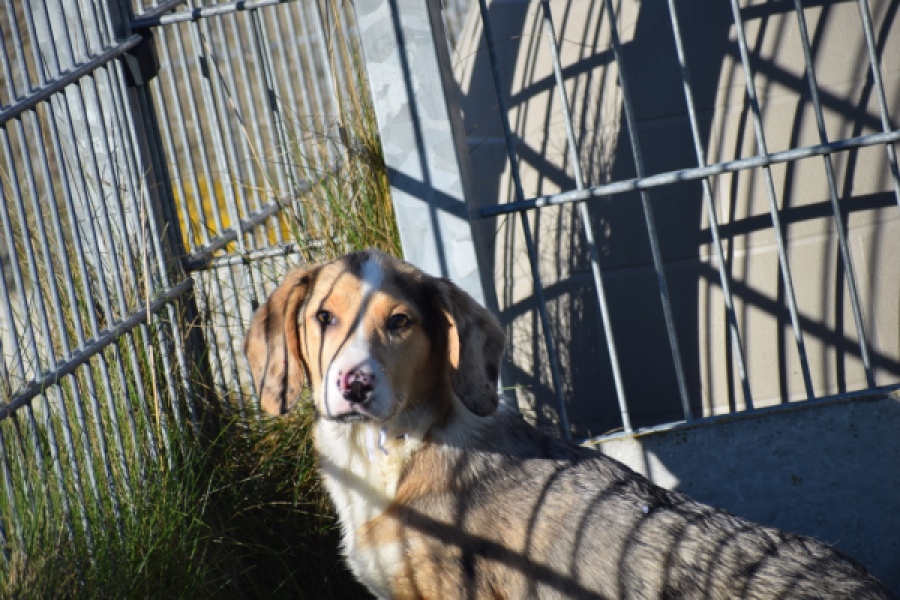 Beagle x Corgi (reu) 66093