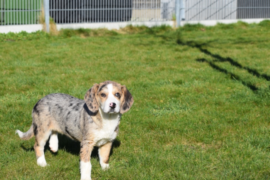 Beagle x Corgi (teef) 66235