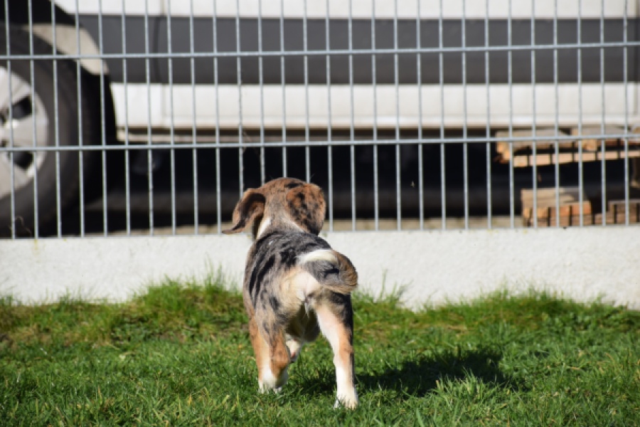 Beagle x Corgi (teef) 66235