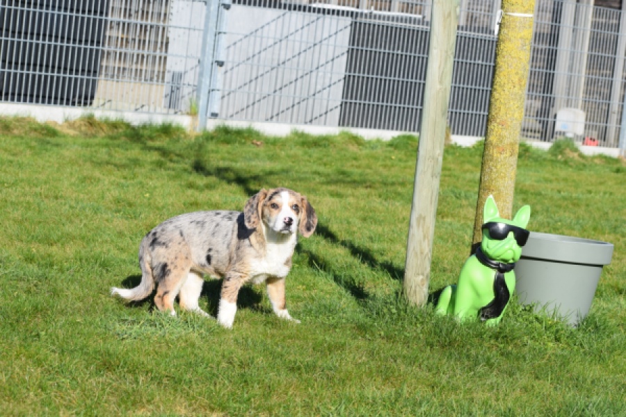 Beagle x Corgi (teef) 66235