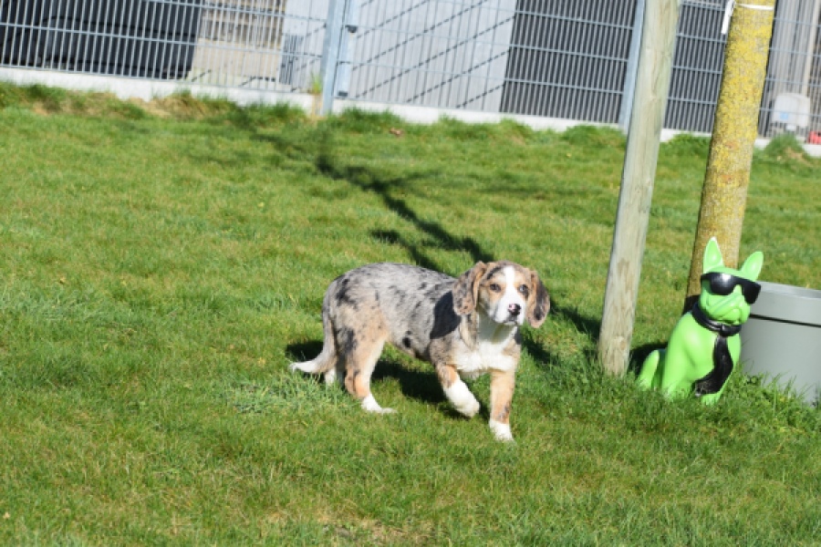 Beagle x Corgi (teef) 66235