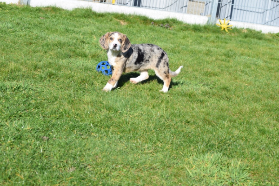 Beagle x Corgi (teef) 66235