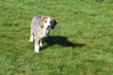 Beagle x Corgi (teef) 66235