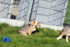 Beagle x Corgi (teef) 49186