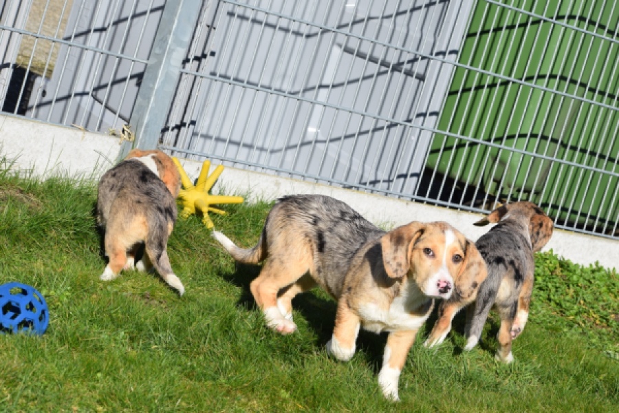 Beagle x Corgi (teef) 49186