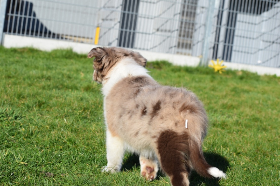 Border Collie (teef) 66723