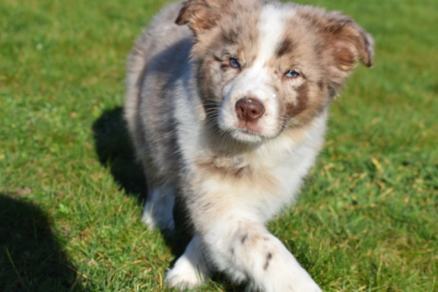 Border Collie (teef) 66723