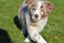 Border Collie (teef) 66723