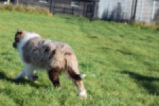 Border Collie (teef) 66723