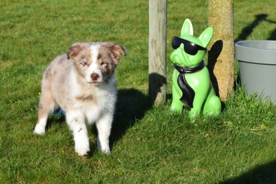 Border Collie (teef) 66723