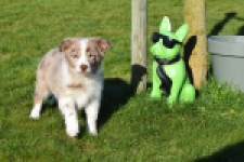 Border Collie (teef) 66723