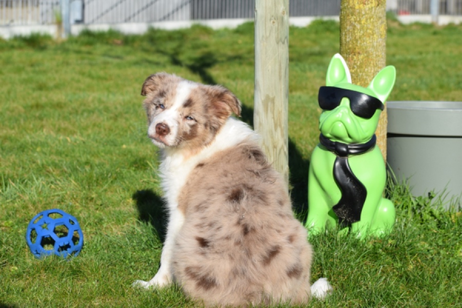 Border Collie (teef) 66723