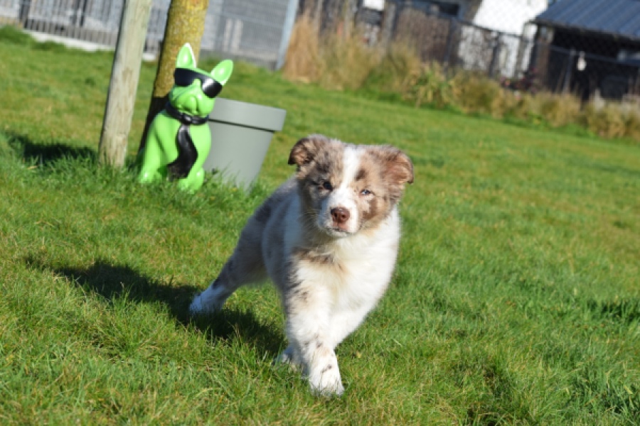 Border Collie (teef) 66723