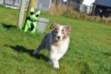 Border Collie (teef) 66723