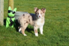 Border Collie (teef) 66416