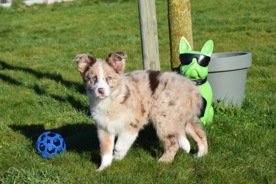 Border Collie (teef) 66416