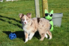 Border Collie (teef) 66416