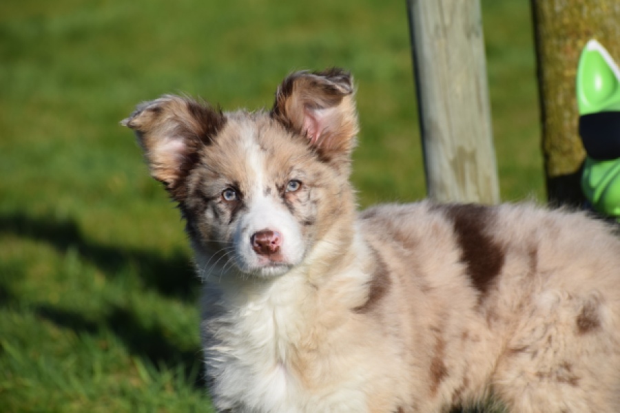 Border Collie (teef) 66416