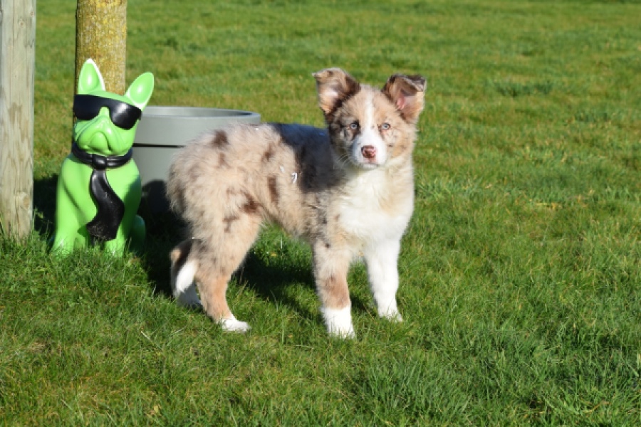 Border Collie (teef) 66416