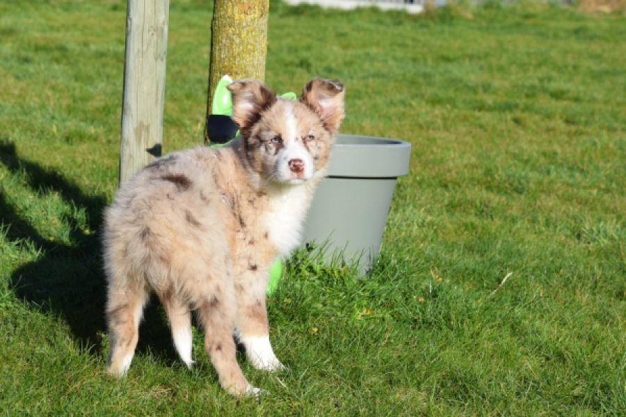 Border Collie (teef) 66416