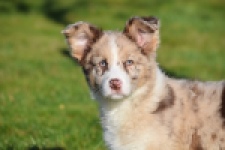 Border Collie (teef) 66416