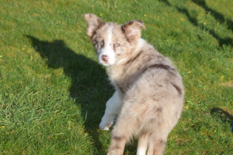 Border Collie (teef) 66416
