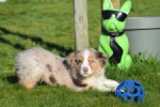 Australische herdershond (reu) 65568