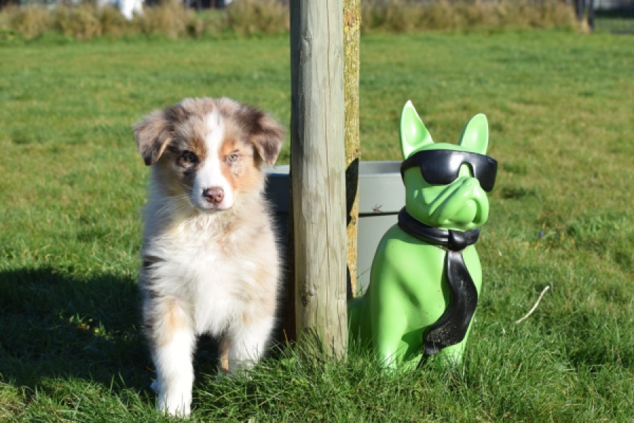 Australische herdershond (reu) 65568