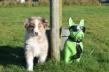 Australische herdershond (reu) 65568