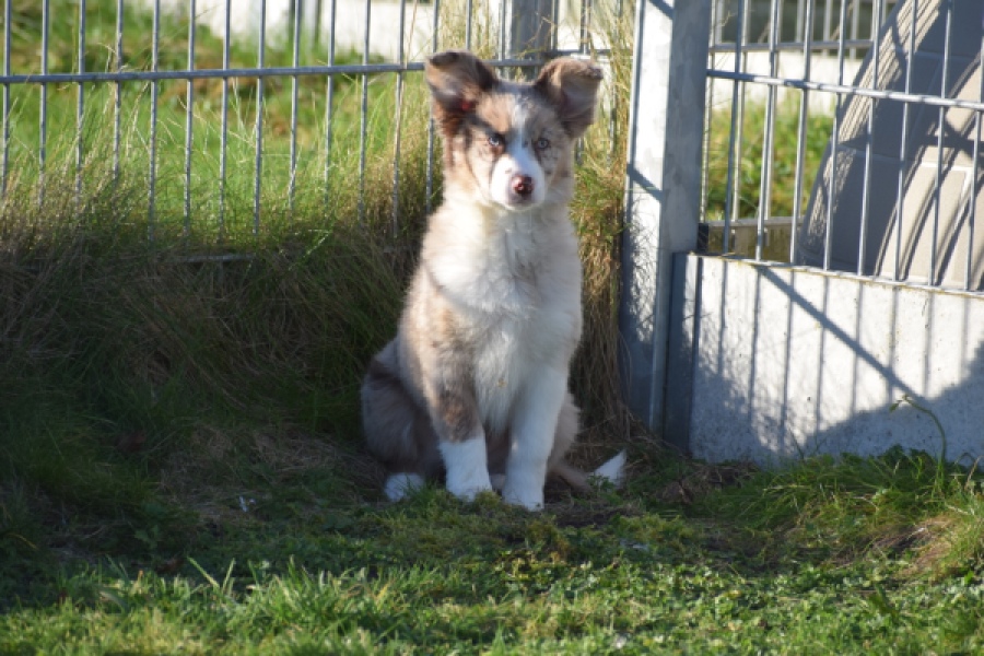 Australische herdershond (reu) 65568