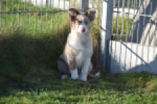 Australische herdershond (reu) 65568