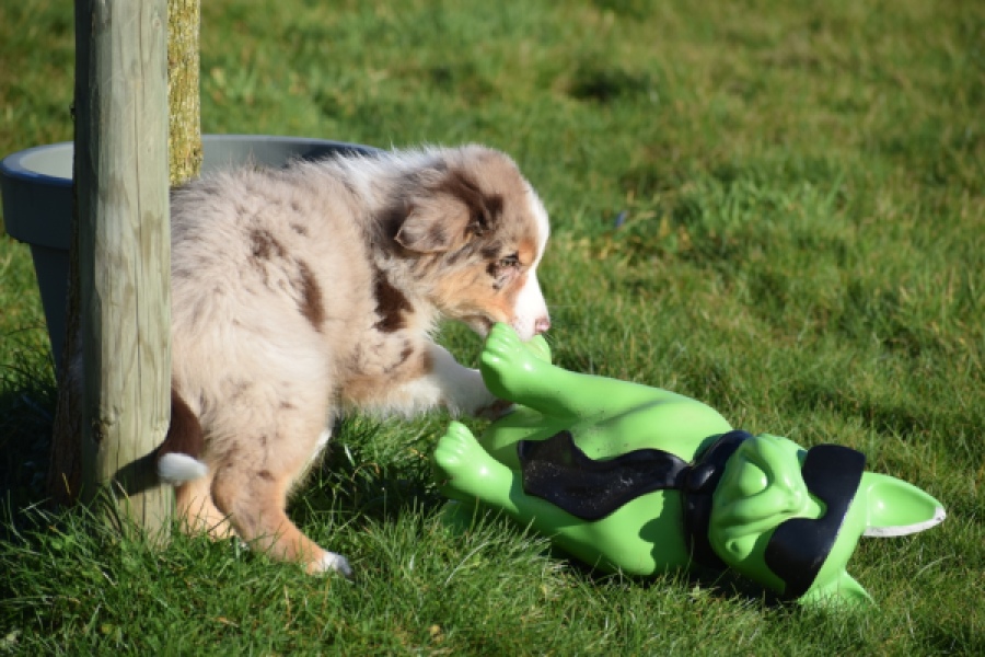 Australische herdershond (reu) 65568