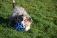 Australische herdershond (reu) 65568