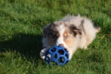 Australische herdershond (reu) 65568