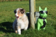 Australische herdershond (reu) 65568