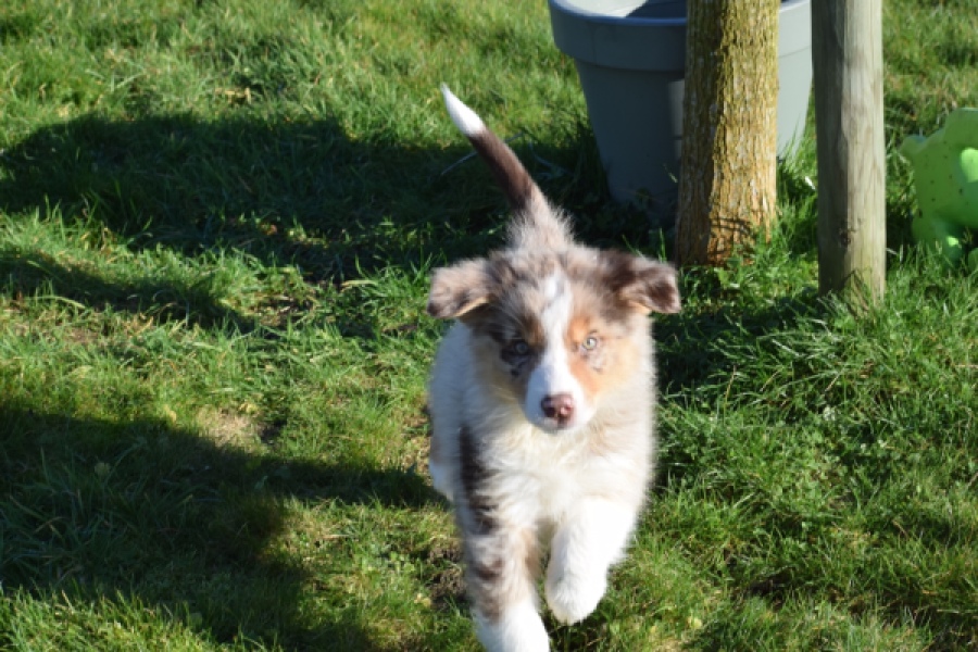 Australische herdershond (reu) 65568