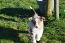 Australische herdershond (reu) 65568